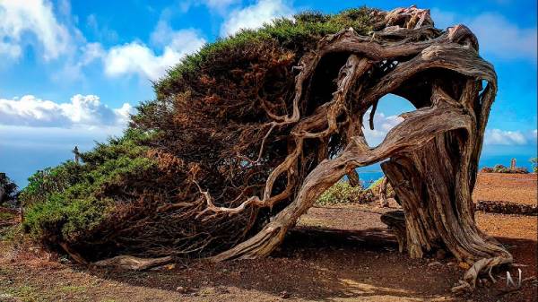 El Sabinar, El HIerro, NaturExperiences