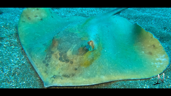 Buceo en Radazul NaturExperiences