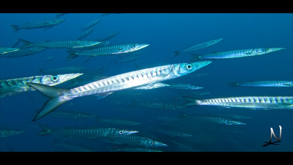 Buceo en las Eras NaturExperiences