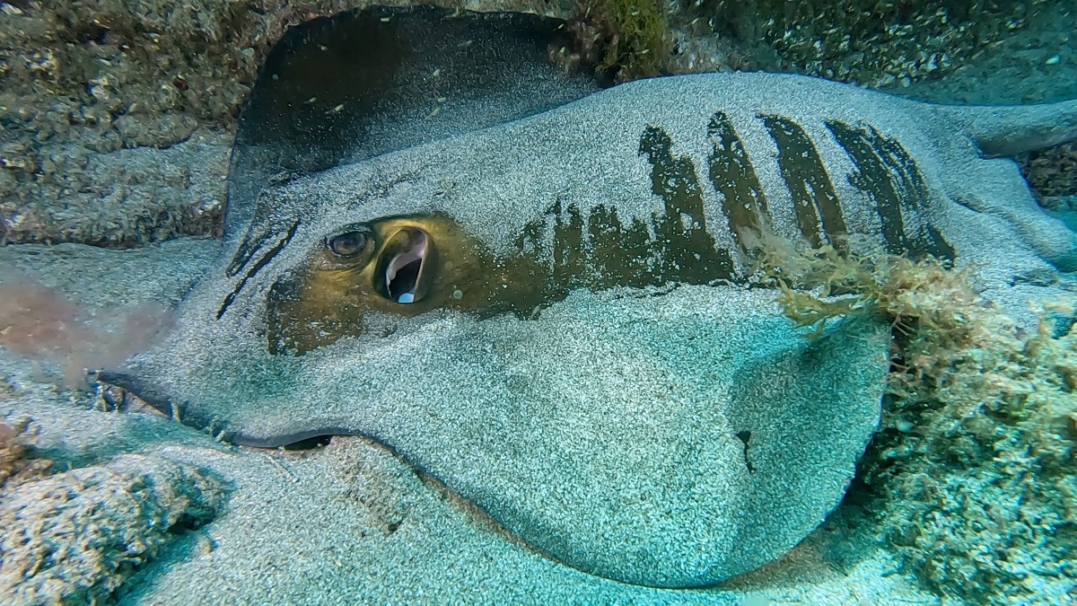 Buceo en Abades NaturExperiences