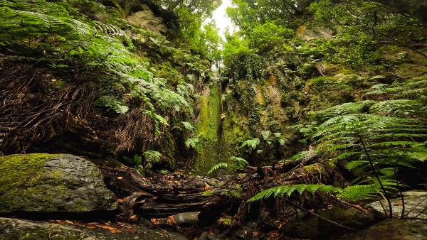 Barranco El Capitan, La Palma NaturExperiendes Blog